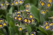 bloemen en planten vvbvanbree     1109